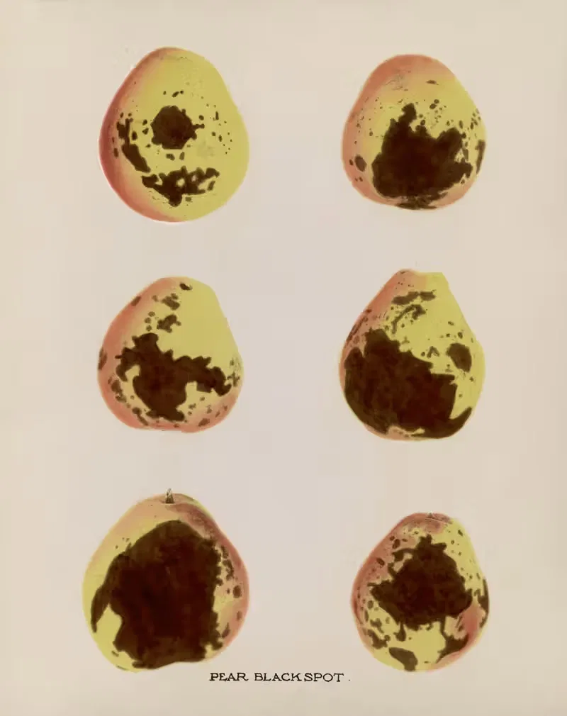 Pear Black spot by U.S. Bureau of Plant Industry, 1920 — digital art print download
