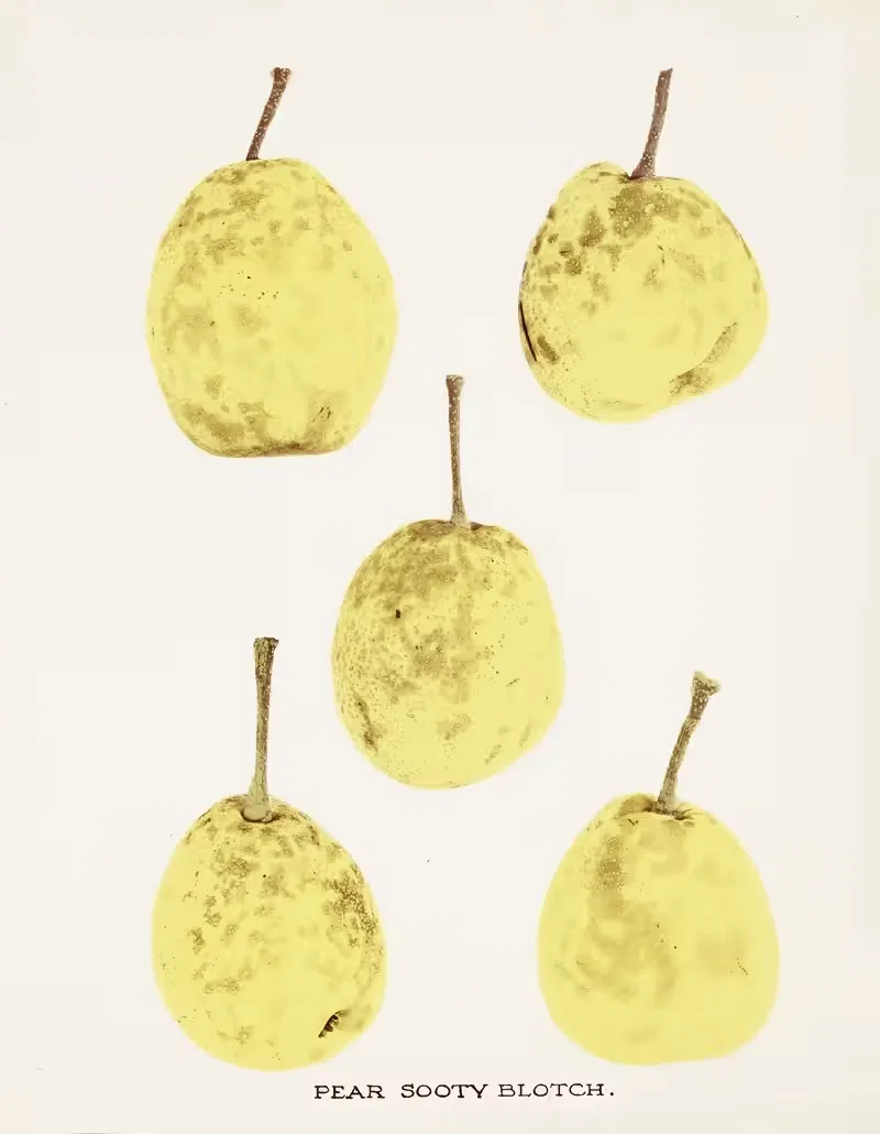 Pear Sooty Blotch by U.S. Bureau of Plant Industry, 1920 — digital art print download