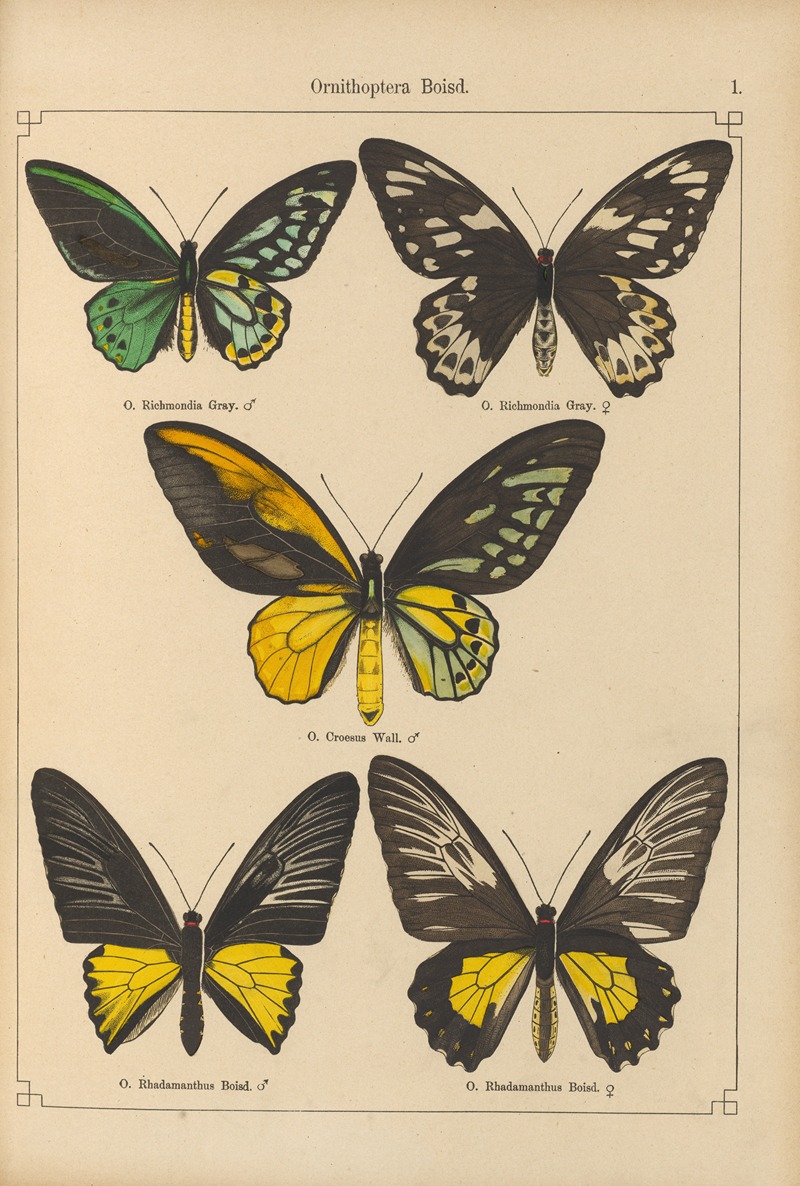 Exotische schmetterlinge Pl.001 by Otto Staudinger, 1888-1892 — digital art print download