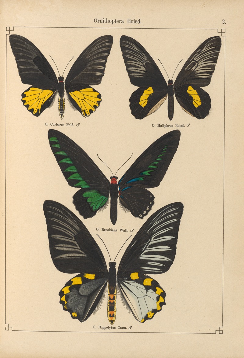 Exotische schmetterlinge Pl.002 by Otto Staudinger, 1888-1892 — digital art print download
