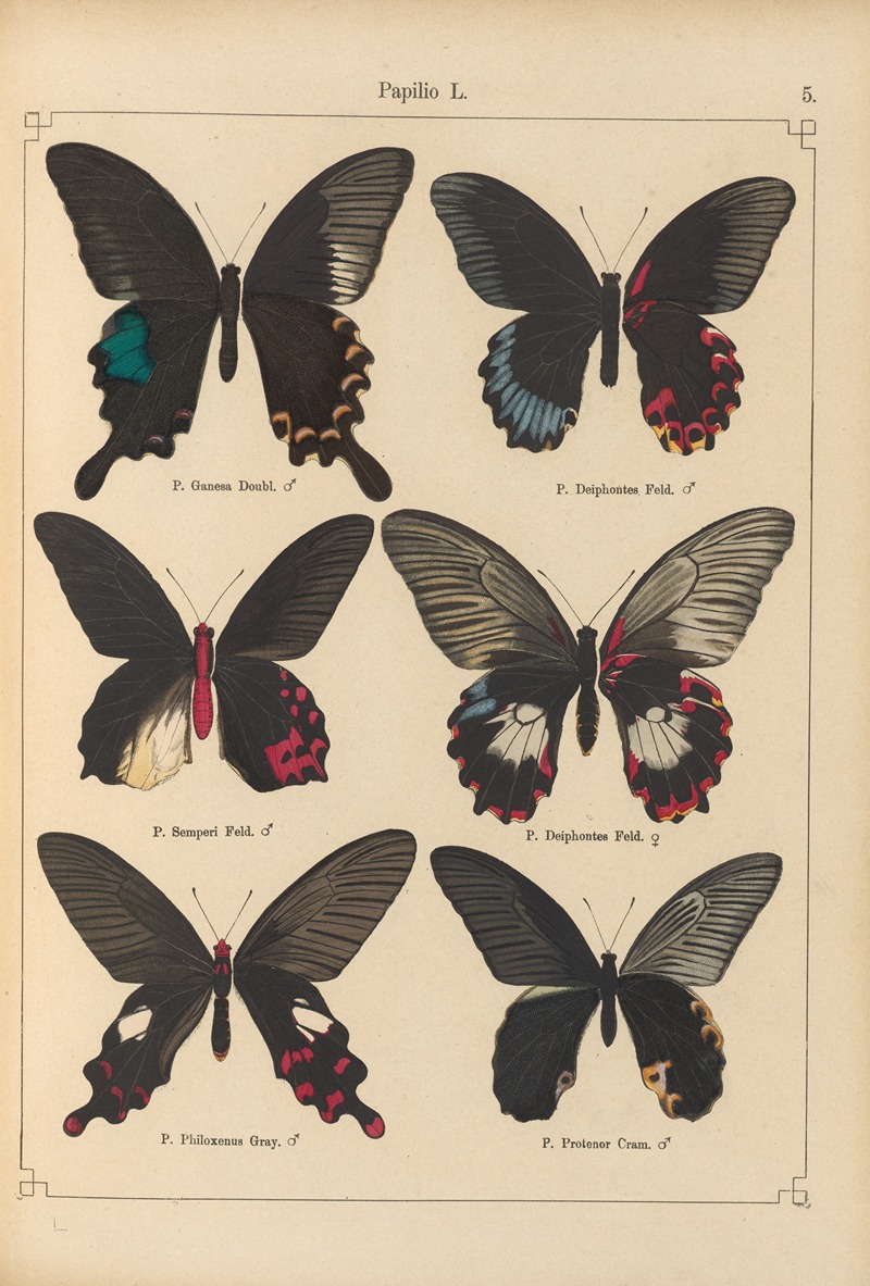 Exotische schmetterlinge Pl.005 by Otto Staudinger, 1888-1892 — digital art print download