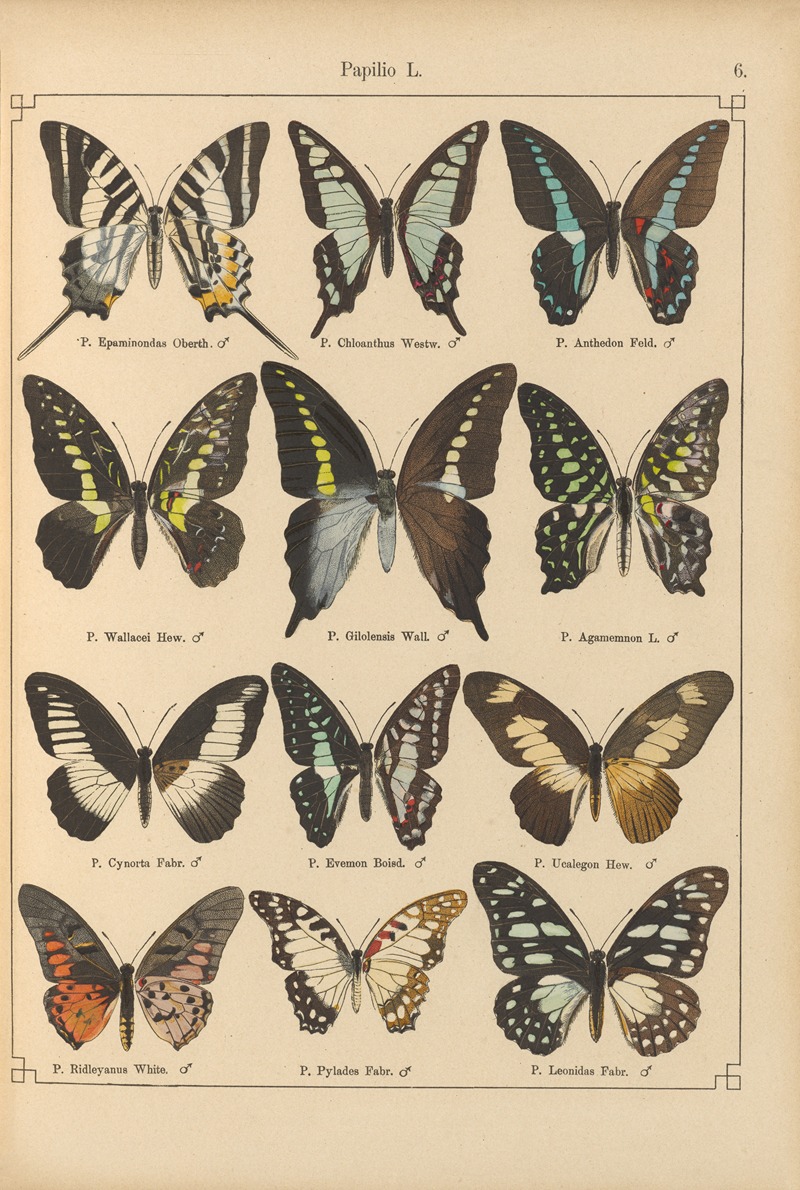 Exotische schmetterlinge Pl.006 by Otto Staudinger, 1888-1892 — digital art print download