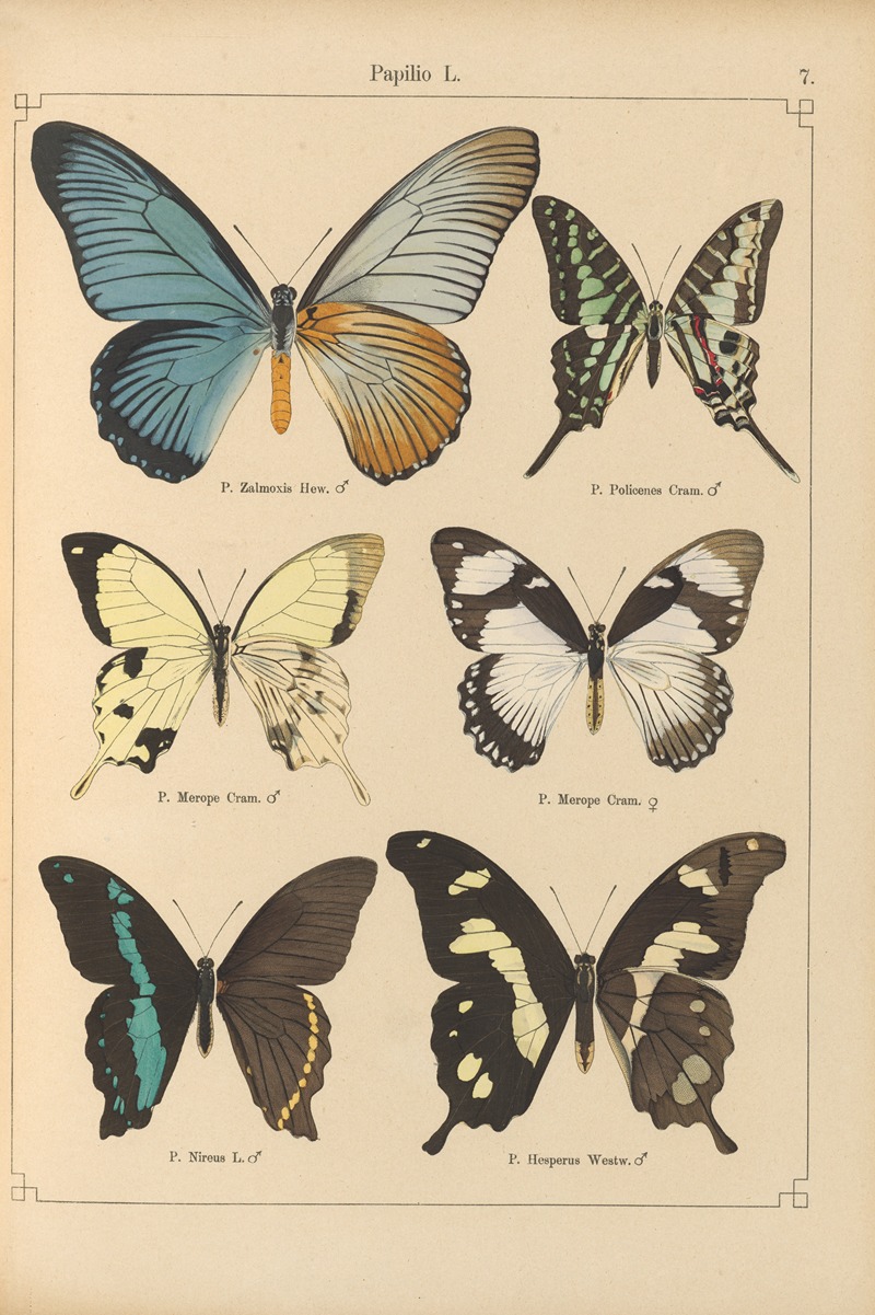 Exotische schmetterlinge Pl.007 by Otto Staudinger, 1888-1892 — digital art print download