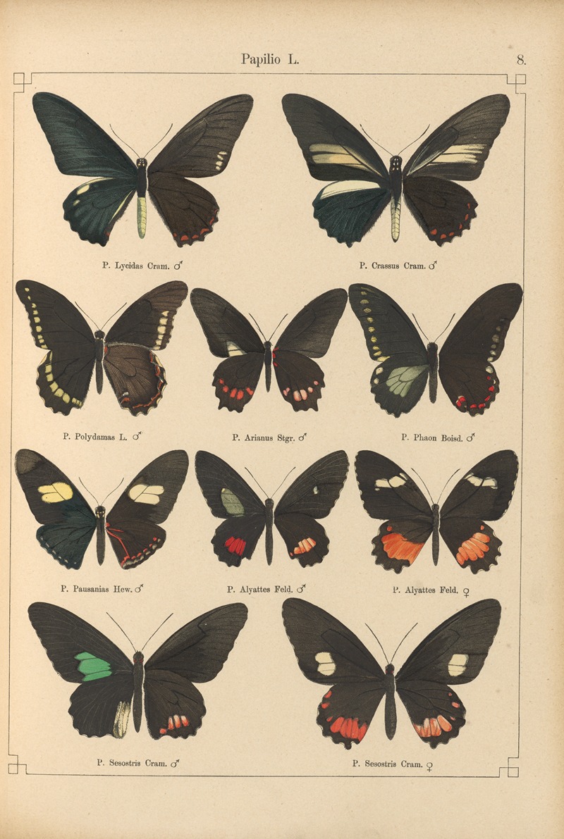 Exotische schmetterlinge Pl.008 by Otto Staudinger, 1888-1892 — digital art print download