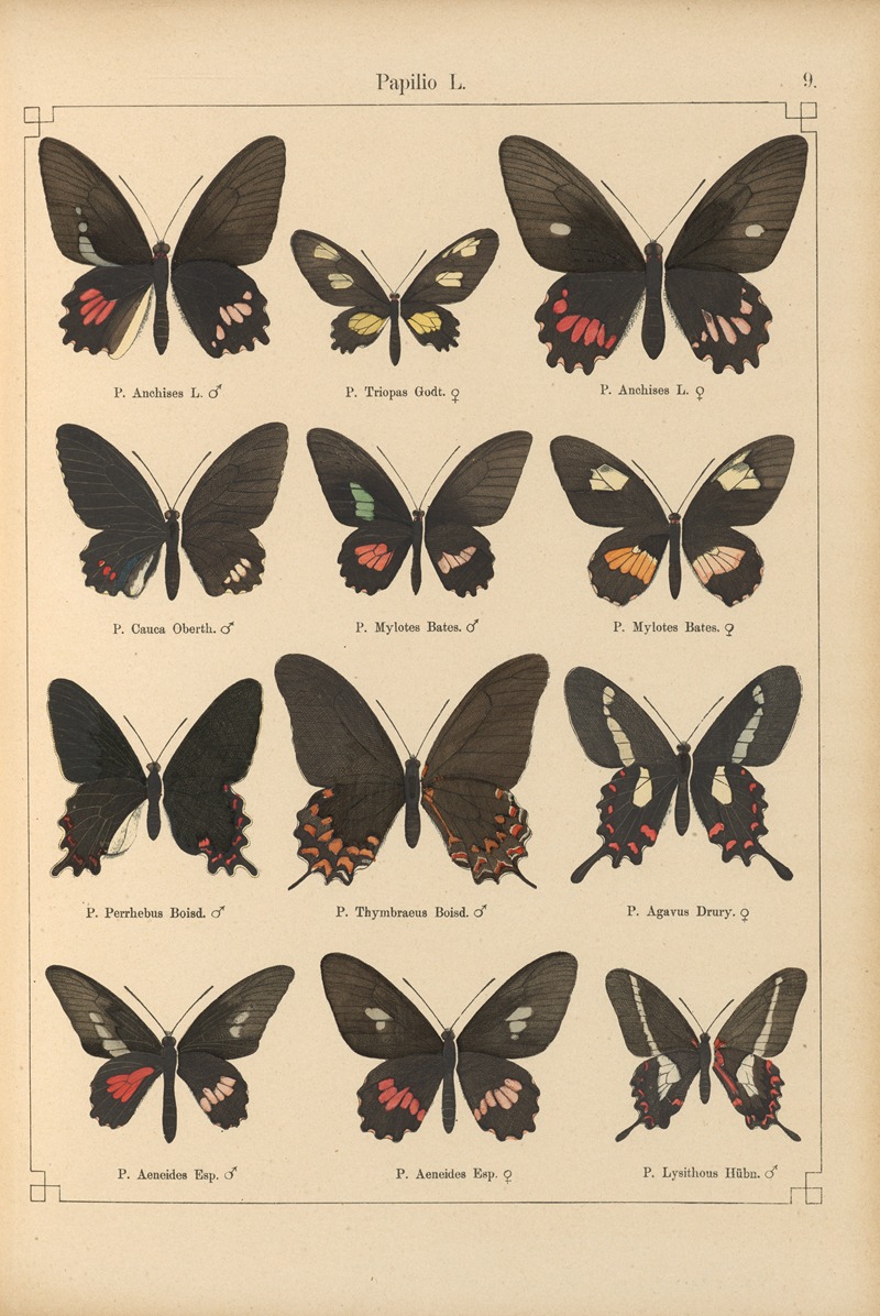 Exotische schmetterlinge Pl.009 by Otto Staudinger, 1888-1892 — digital art print download