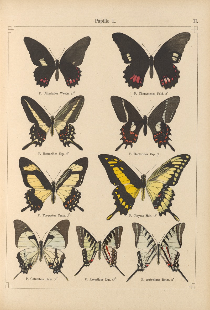 Exotische schmetterlinge Pl.011 by Otto Staudinger, 1888-1892 — digital art print download