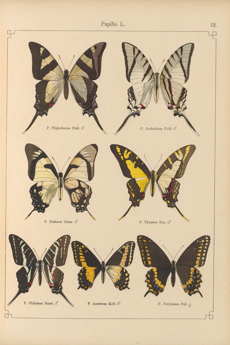 Exotische schmetterlinge Pl.012 by Otto Staudinger, 1888-1892 — digital art print download