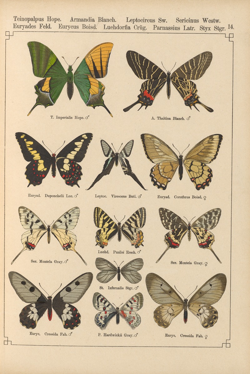 Exotische schmetterlinge Pl.014 by Otto Staudinger, 1888-1892 — digital art print download