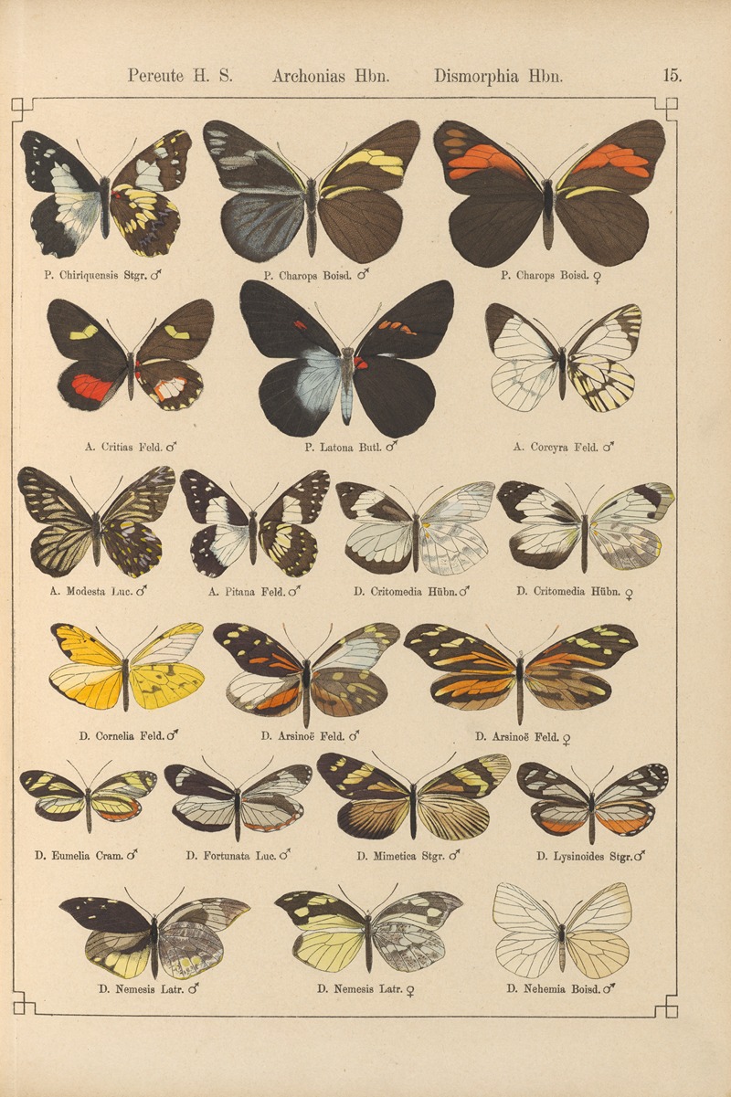 Exotische schmetterlinge Pl.015 by Otto Staudinger, 1888-1892 — digital art print download