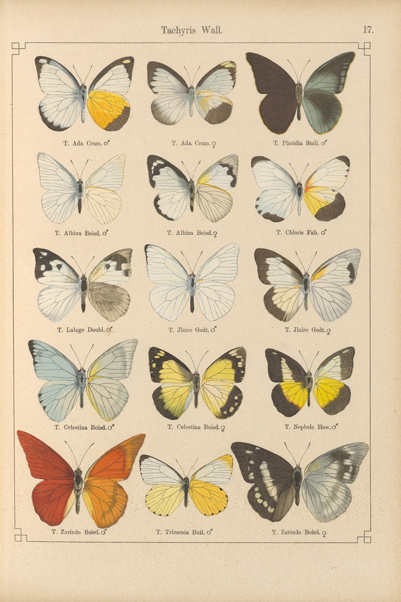 Exotische schmetterlinge Pl.017 by Otto Staudinger, 1888-1892 — digital art print download