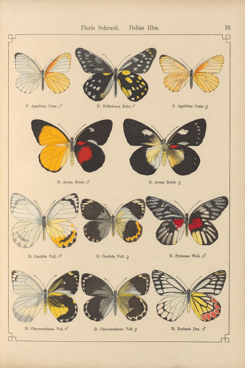Exotische schmetterlinge Pl.019 by Otto Staudinger, 1888-1892 — digital art print download