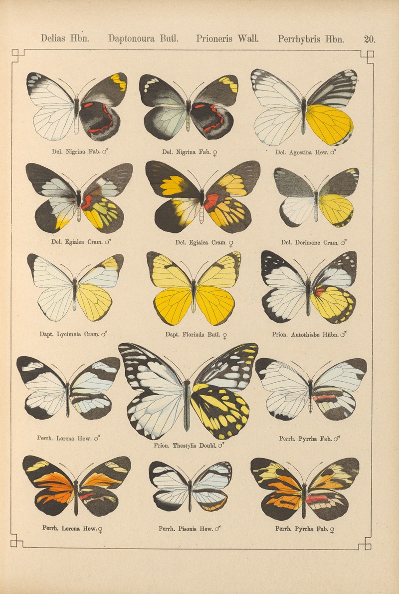Exotische schmetterlinge Pl.020 by Otto Staudinger, 1888-1892 — digital art print download