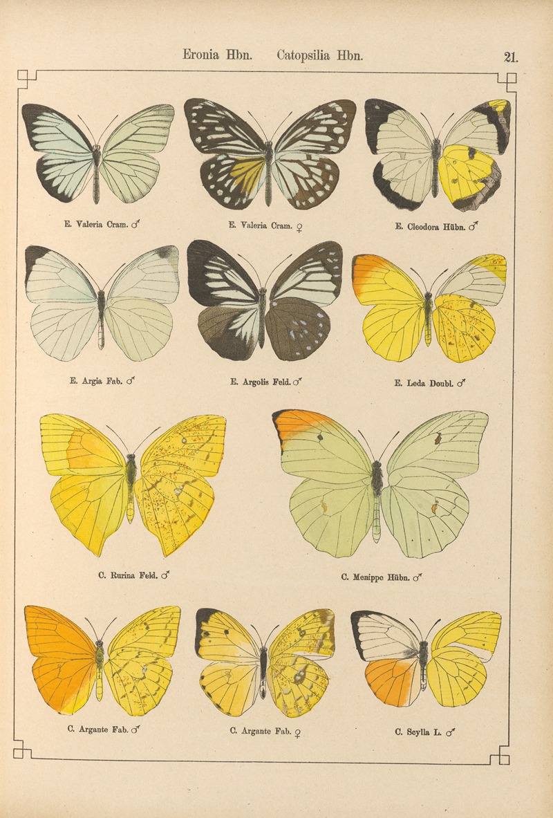 Exotische schmetterlinge Pl.021 by Otto Staudinger, 1888-1892 — digital art print download