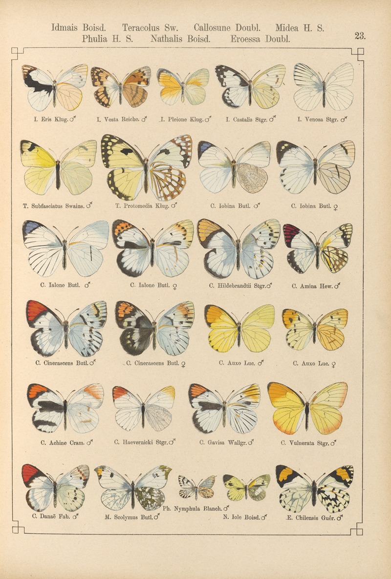 Exotische schmetterlinge Pl.023 — Otto Staudinger