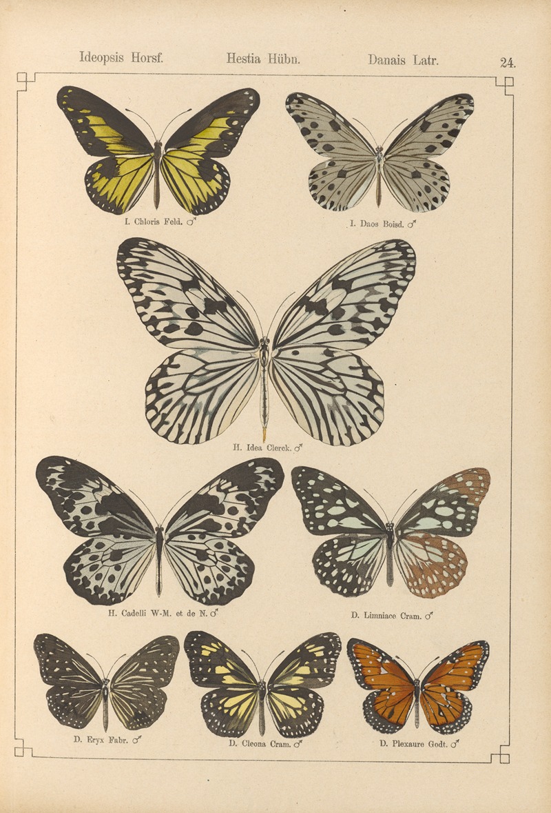 Exotische schmetterlinge Pl.024 by Otto Staudinger, 1888-1892 — digital art print download