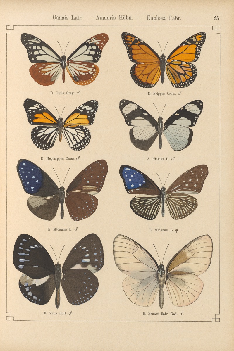 Exotische schmetterlinge Pl.025 by Otto Staudinger, 1888-1892 — digital art print download