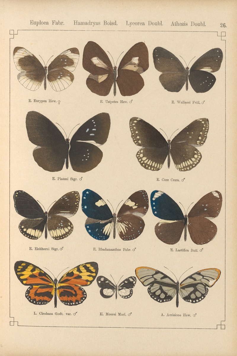 Exotische schmetterlinge Pl.026 by Otto Staudinger, 1888-1892 — digital art print download