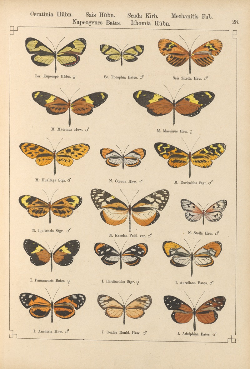 Exotische schmetterlinge Pl.028 by Otto Staudinger, 1888-1892 — digital art print download