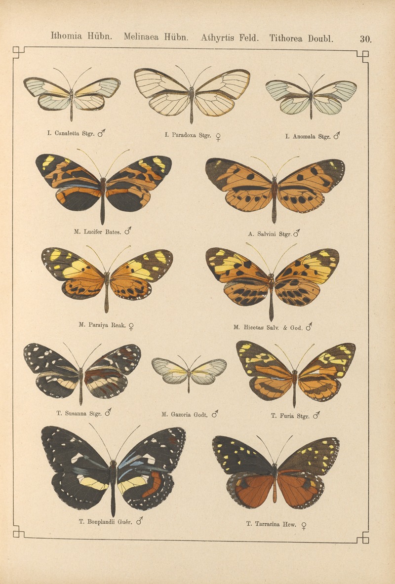 Exotische schmetterlinge Pl.030 by Otto Staudinger, 1888-1892 — digital art print download