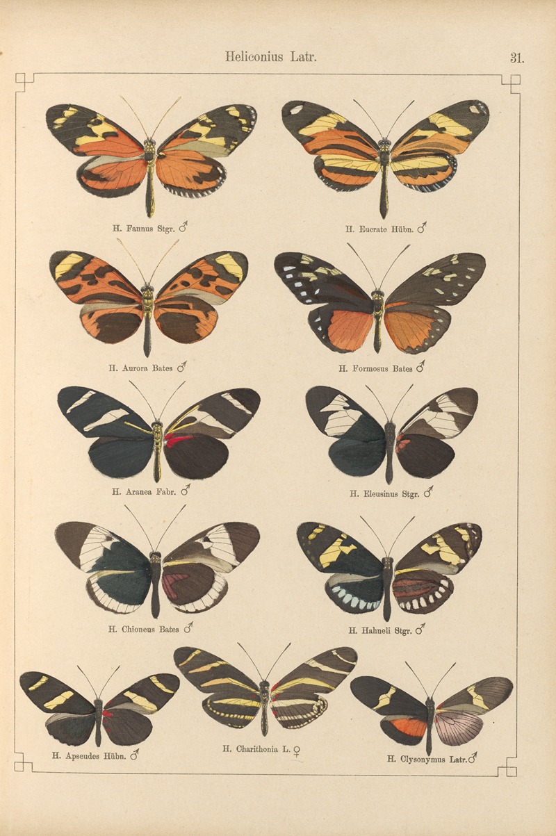 Exotische schmetterlinge Pl.031 by Otto Staudinger, 1888-1892 — digital art print download