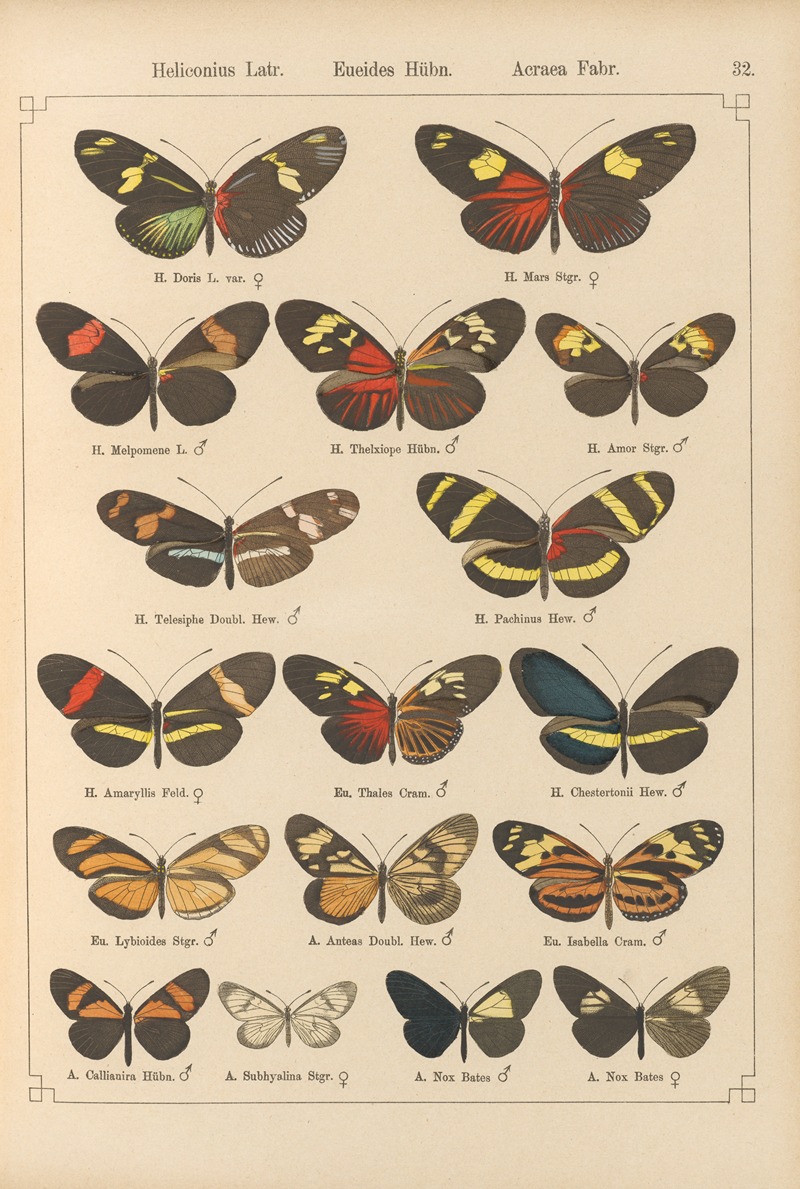 Exotische schmetterlinge Pl.032 by Otto Staudinger, 1888-1892 — digital art print download