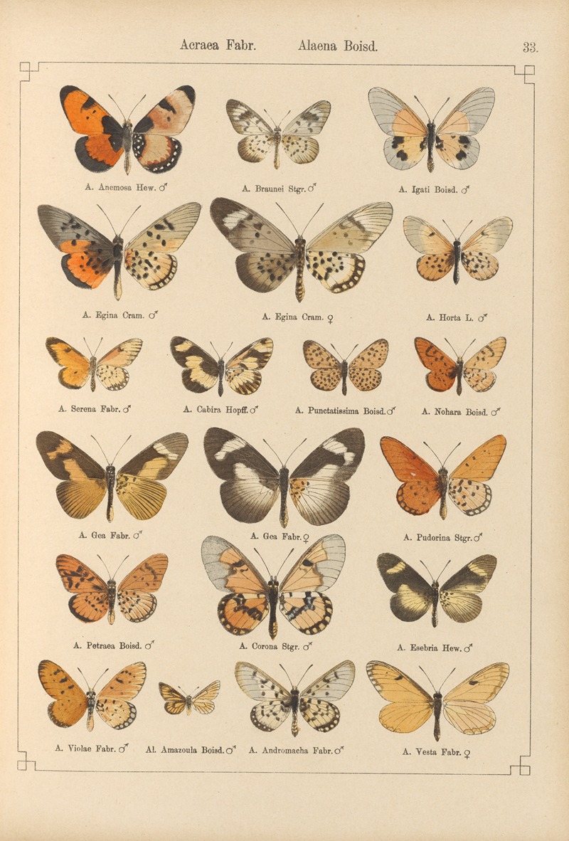 Exotische schmetterlinge Pl.033 by Otto Staudinger, 1888-1892 — digital art print download