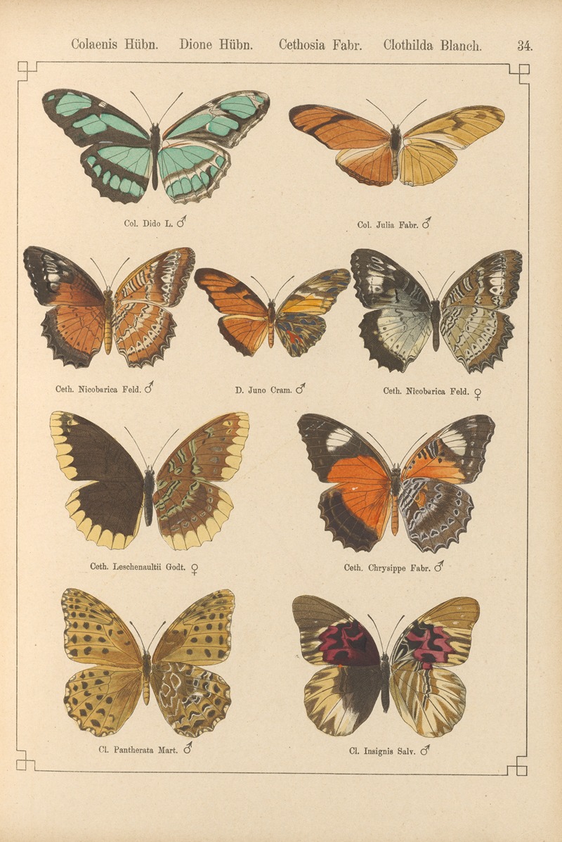 Exotische schmetterlinge Pl.034 by Otto Staudinger, 1888-1892 — digital art print download