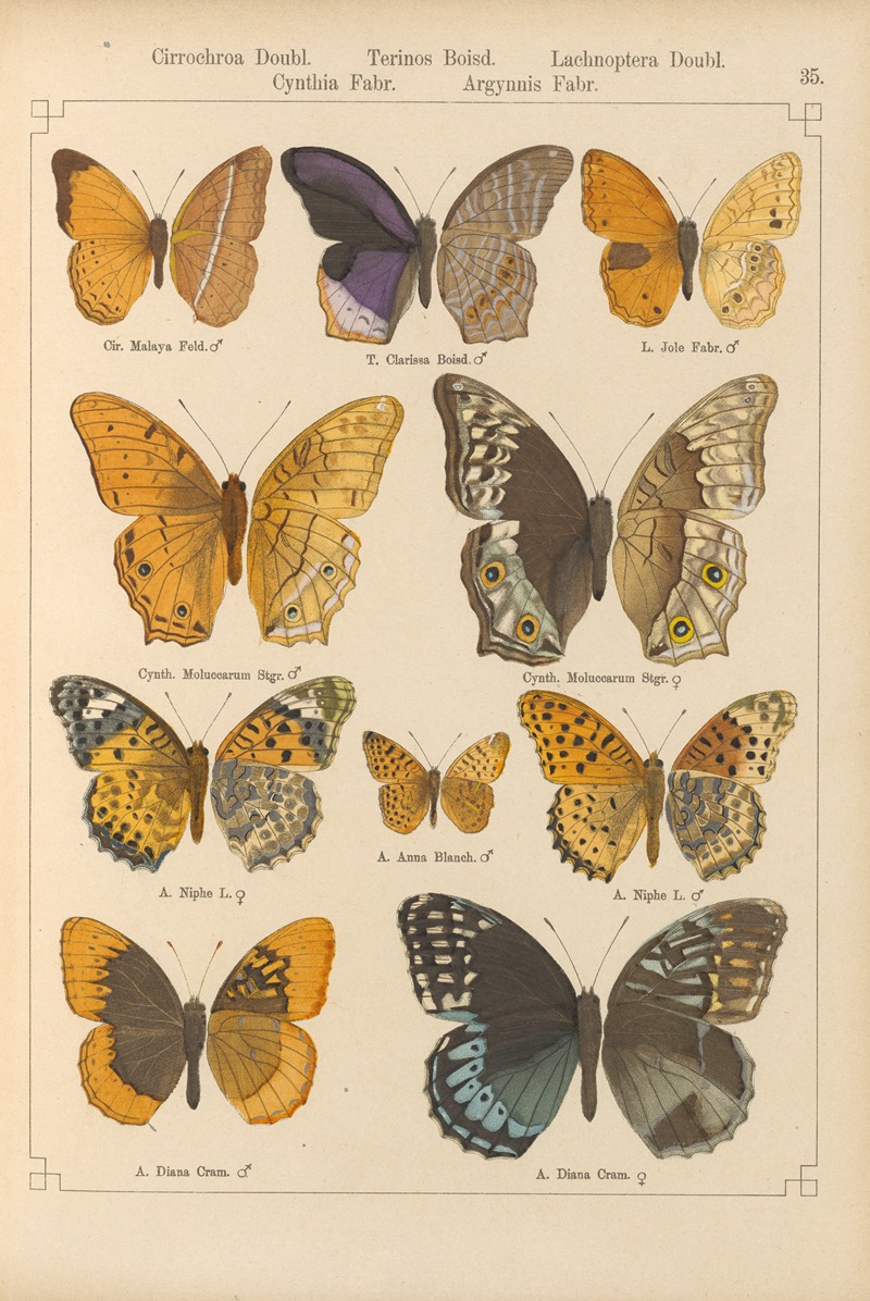 Exotische schmetterlinge Pl.035 by Otto Staudinger, 1888-1892 — digital art print download