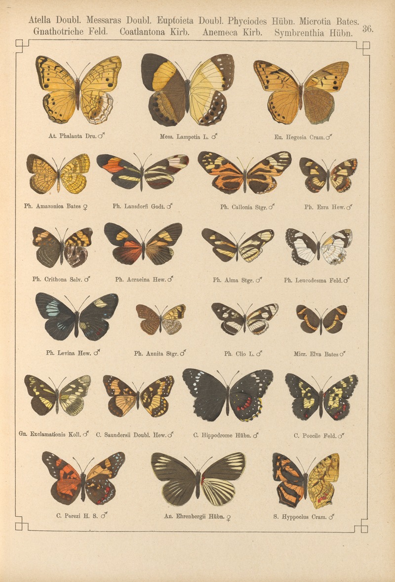 Exotische schmetterlinge Pl.036 by Otto Staudinger, 1888-1892 — digital art print download