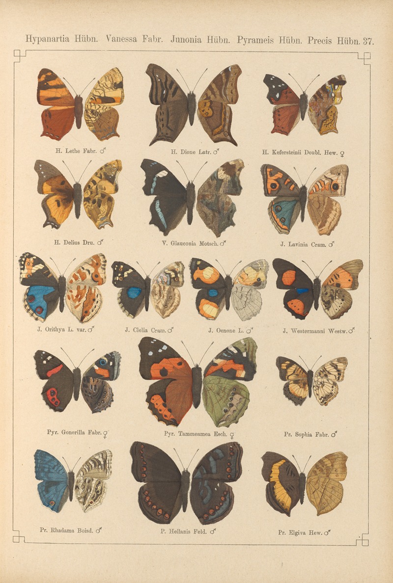 Exotische schmetterlinge Pl.037 by Otto Staudinger, 1888-1892 — digital art print download