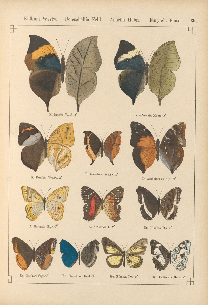Exotische schmetterlinge Pl.039 by Otto Staudinger, 1888-1892 — digital art print download