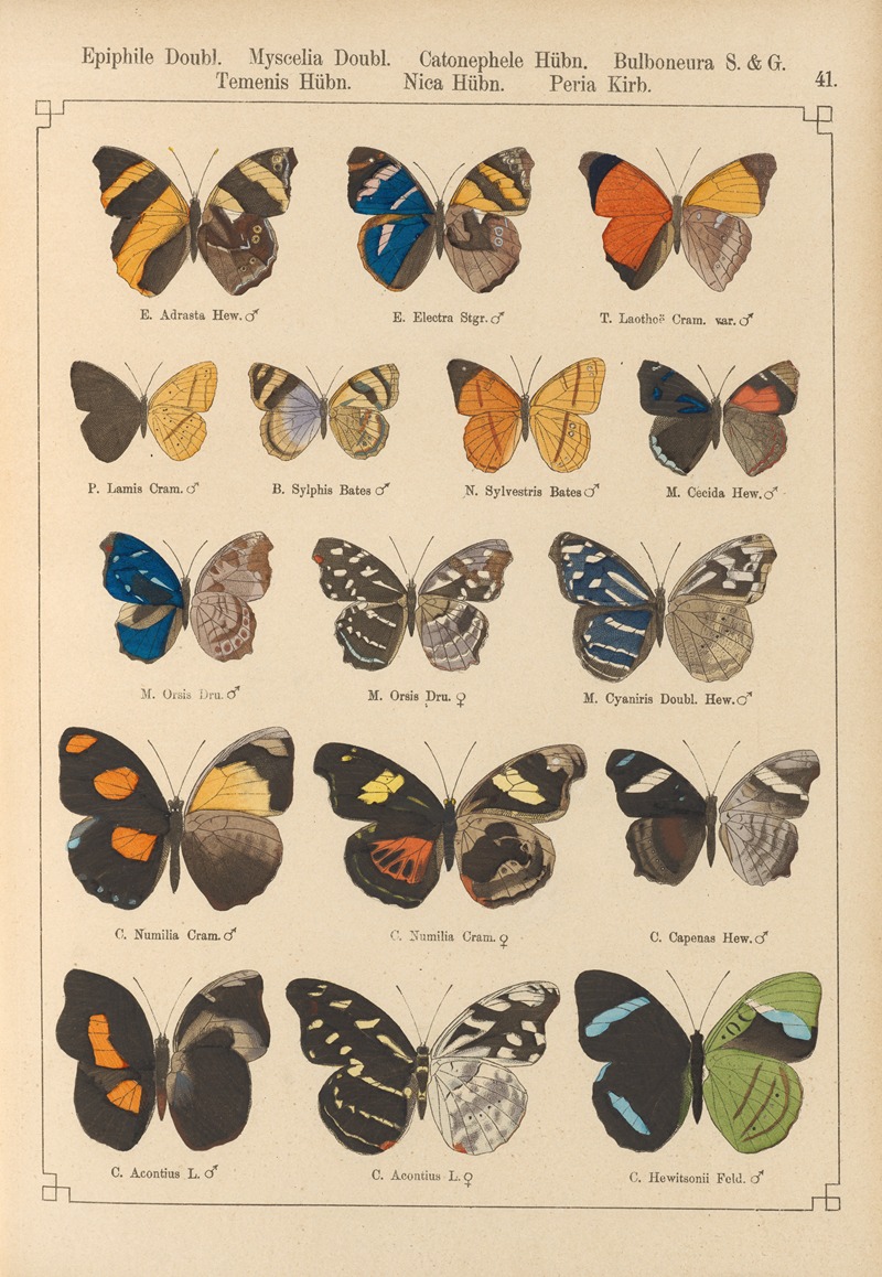 Exotische schmetterlinge Pl.041 by Otto Staudinger, 1888-1892 — digital art print download