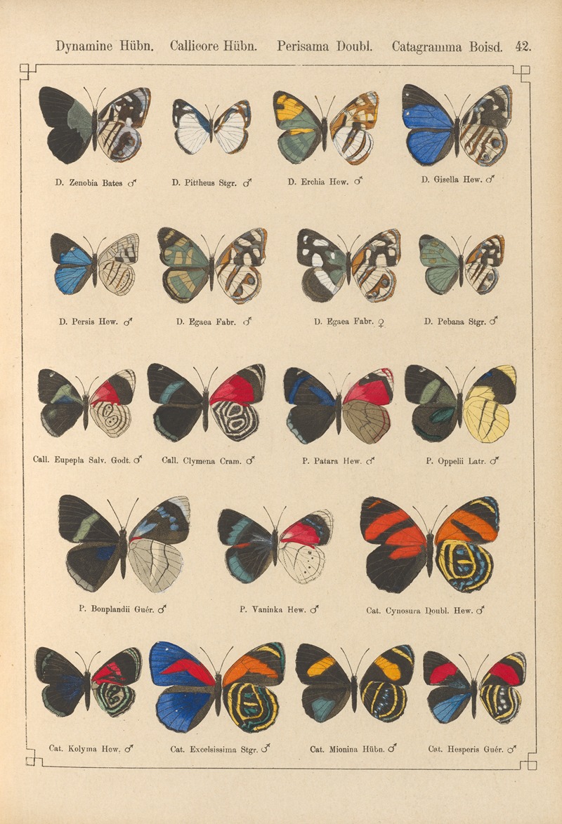 Exotische schmetterlinge Pl.042 by Otto Staudinger, 1888-1892 — digital art print download