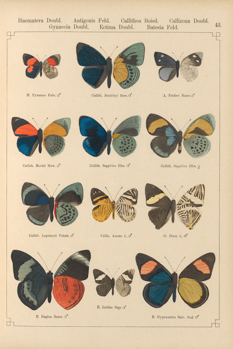 Exotische schmetterlinge Pl.043 by Otto Staudinger, 1888-1892 — digital art print download