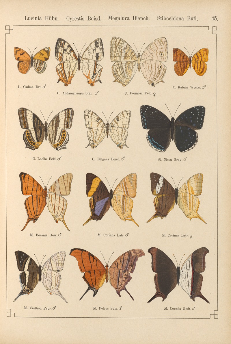 Exotische schmetterlinge Pl.045 by Otto Staudinger, 1888-1892 — digital art print download