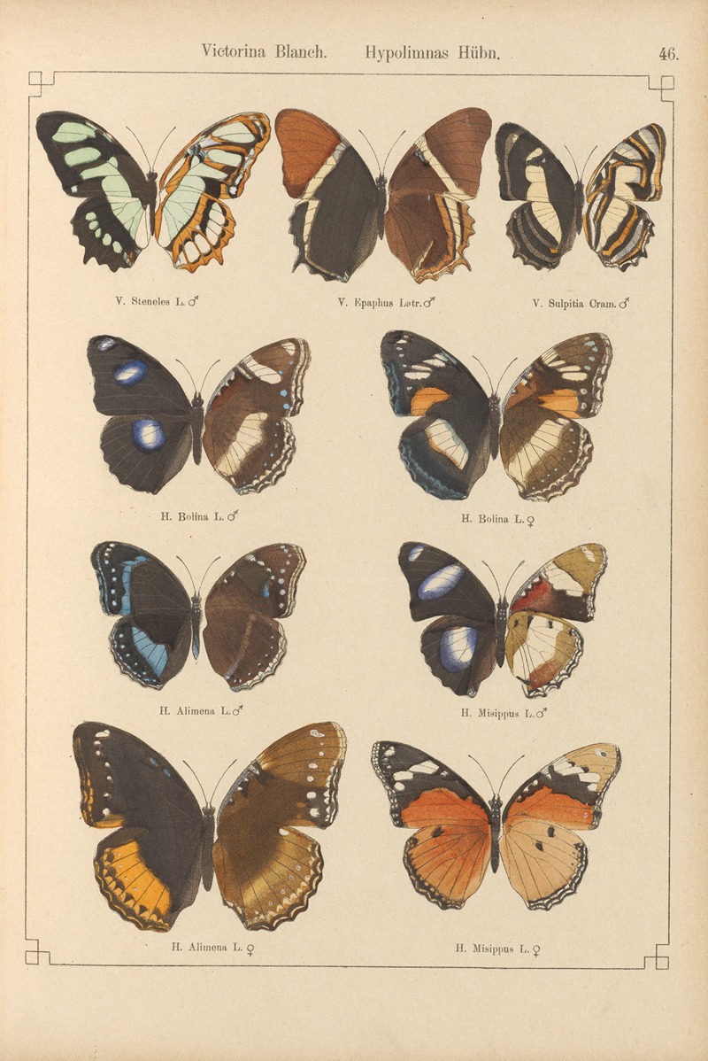 Exotische schmetterlinge Pl.046 by Otto Staudinger, 1888-1892 — digital art print download