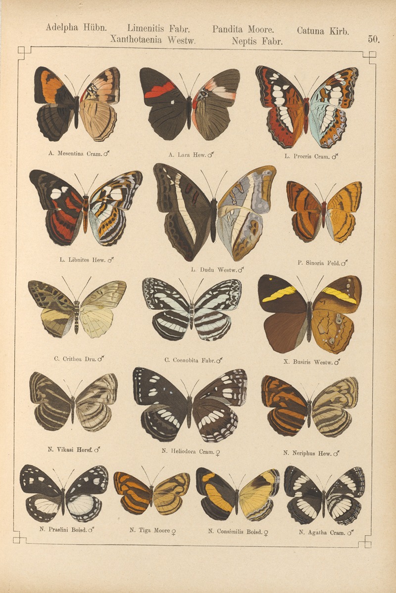 Exotische schmetterlinge Pl.050 by Otto Staudinger, 1888-1892 — digital art print download