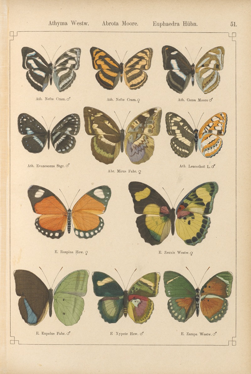 Exotische schmetterlinge Pl.051 by Otto Staudinger, 1888-1892 — digital art print download
