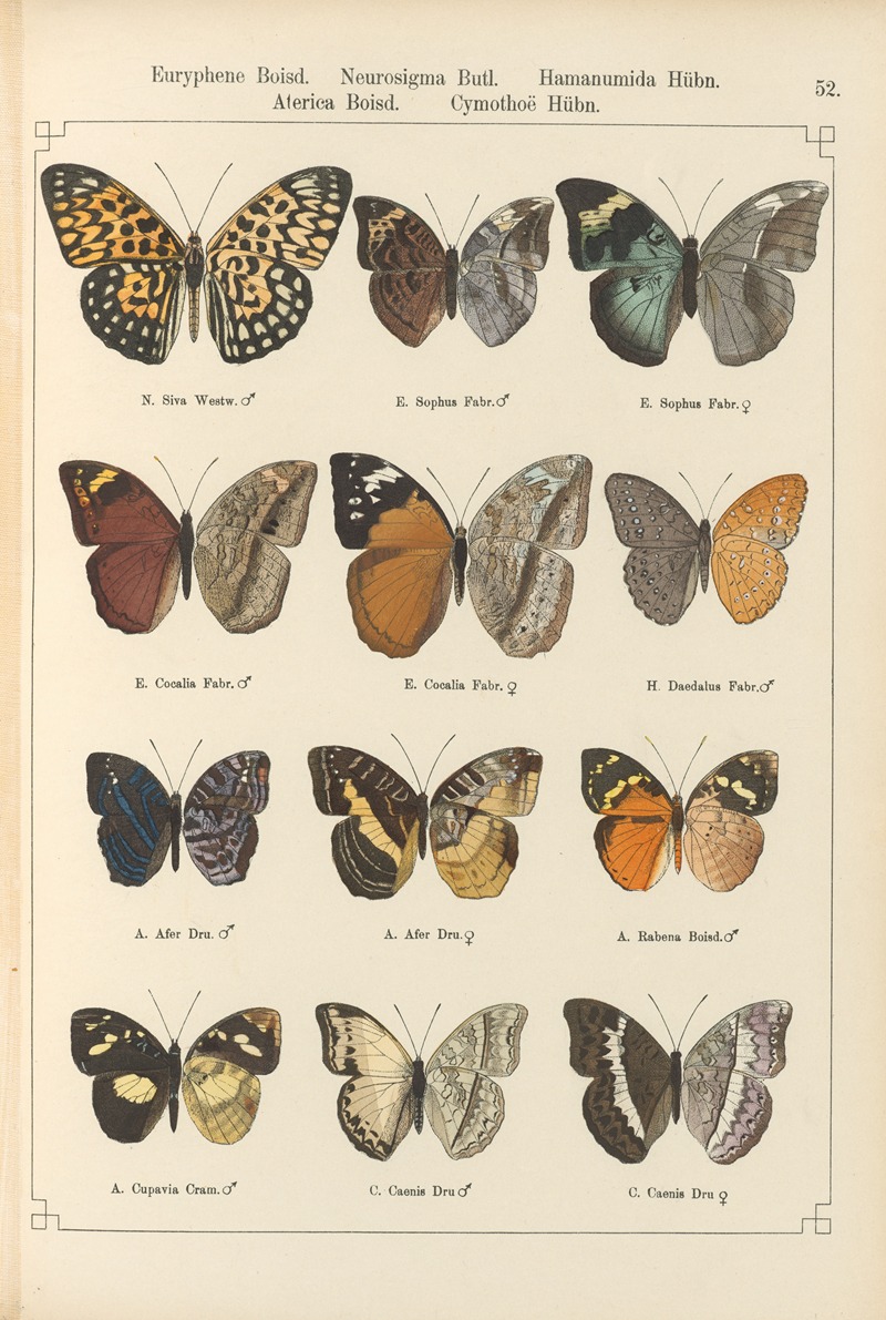Exotische schmetterlinge Pl.052 by Otto Staudinger, 1888-1892 — digital art print download
