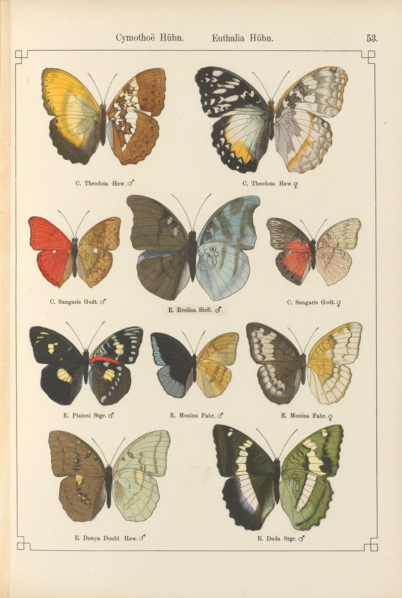 Exotische schmetterlinge Pl.053 by Otto Staudinger, 1888-1892 — digital art print download