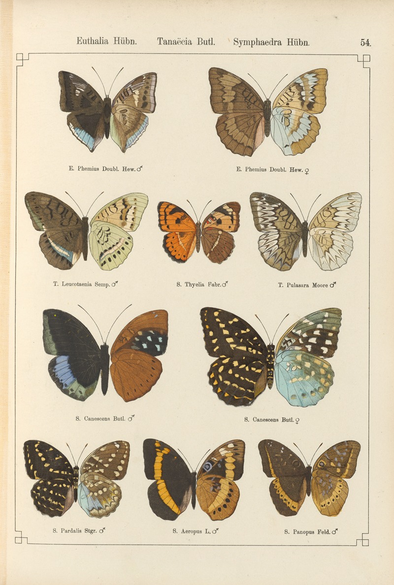 Exotische schmetterlinge Pl.054 by Otto Staudinger, 1888-1892 — digital art print download