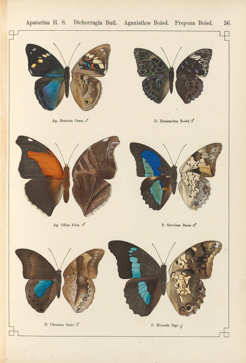 Exotische schmetterlinge Pl.056 by Otto Staudinger, 1888-1892 — digital art print download