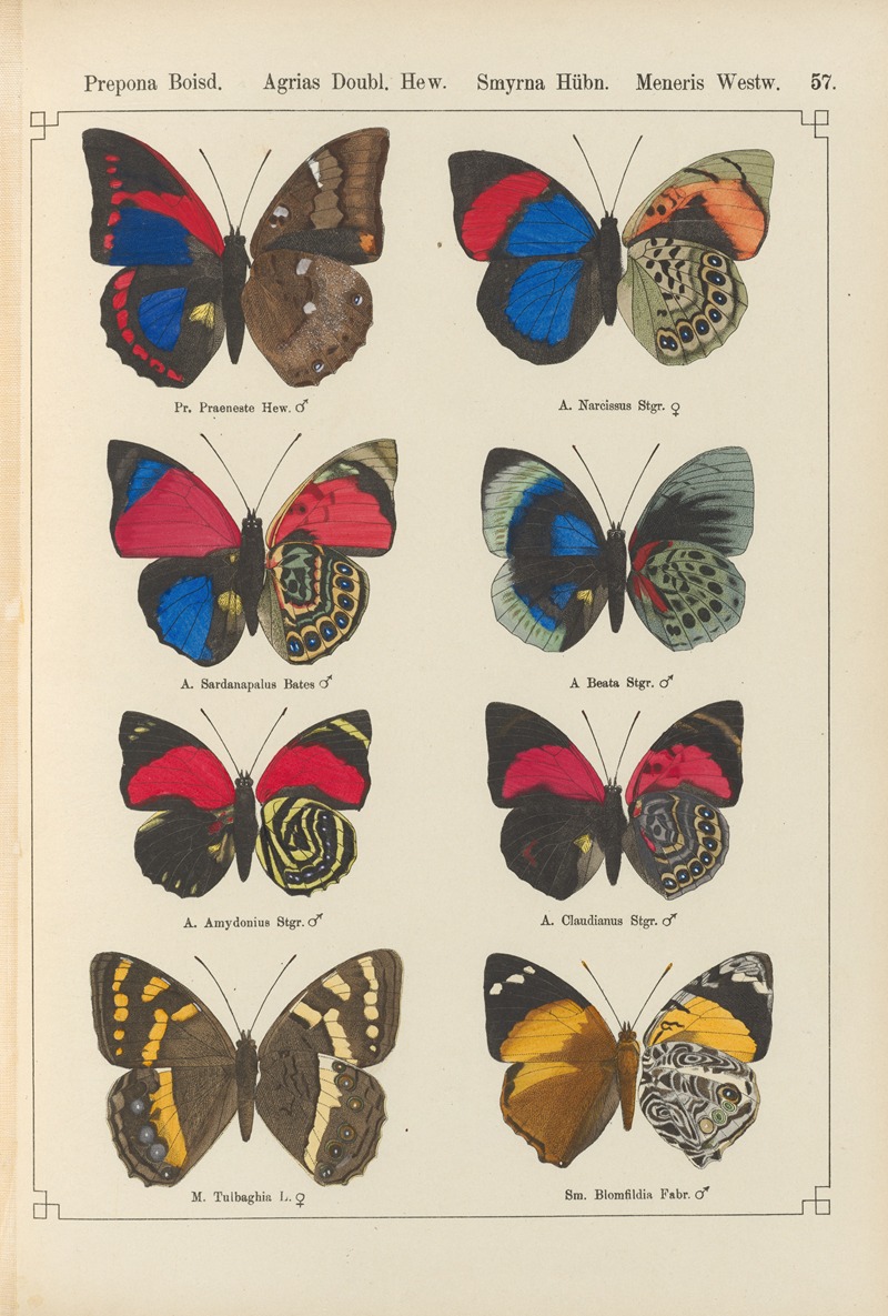 Exotische schmetterlinge Pl.057 by Otto Staudinger, 1888-1892 — digital art print download