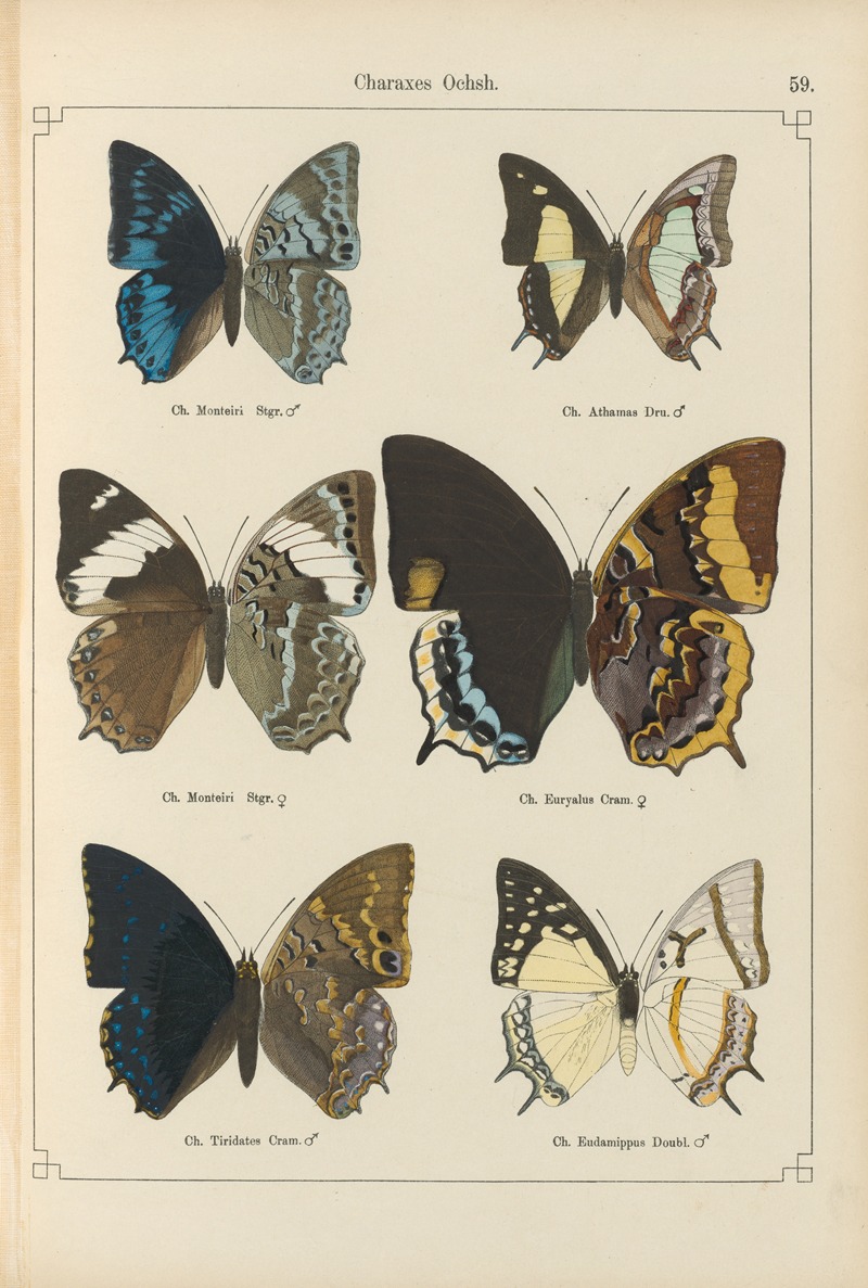 Exotische schmetterlinge Pl.059 by Otto Staudinger, 1888-1892 — digital art print download