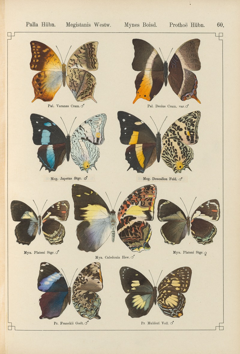 Exotische schmetterlinge Pl.060 by Otto Staudinger, 1888-1892 — digital art print download