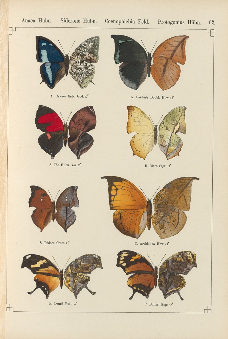Exotische schmetterlinge Pl.062 by Otto Staudinger, 1888-1892 — digital art print download