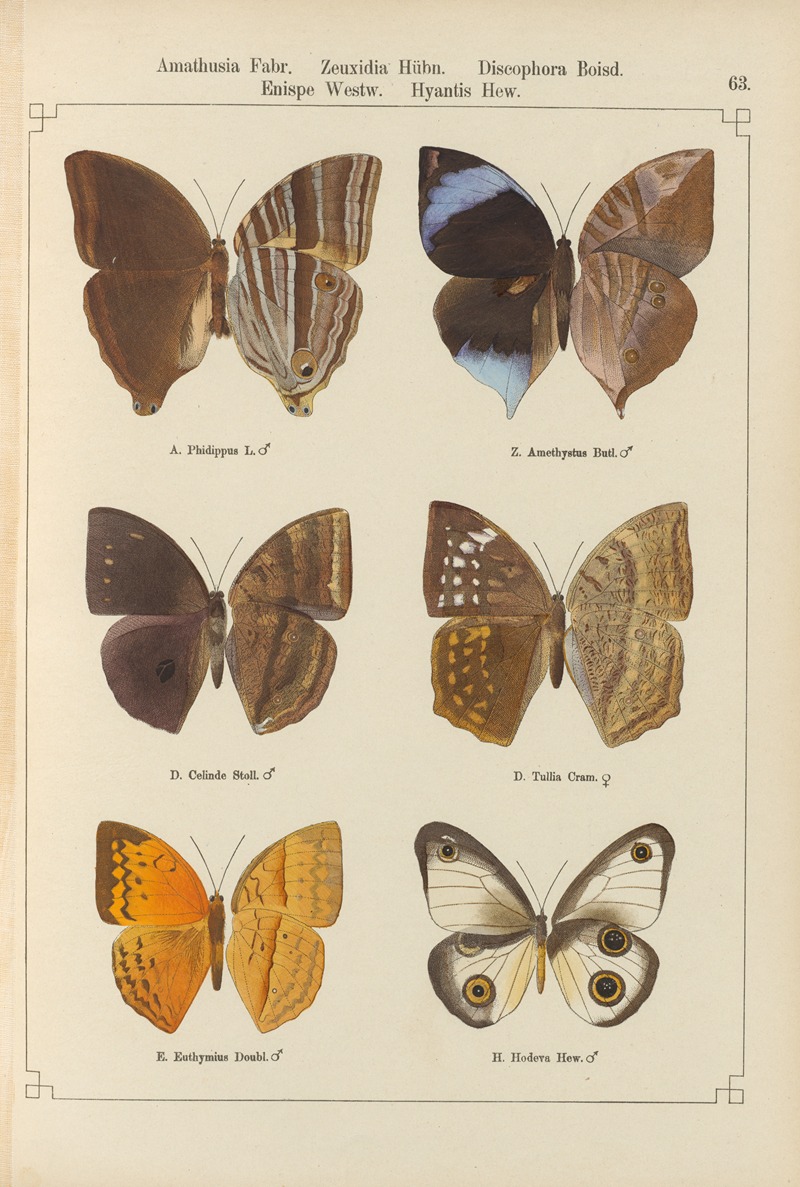 Exotische schmetterlinge Pl.063 by Otto Staudinger, 1888-1892 — digital art print download