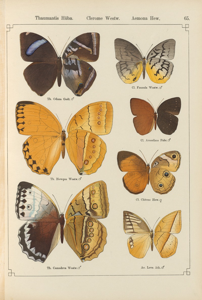 Exotische schmetterlinge Pl.065 by Otto Staudinger, 1888-1892 — digital art print download