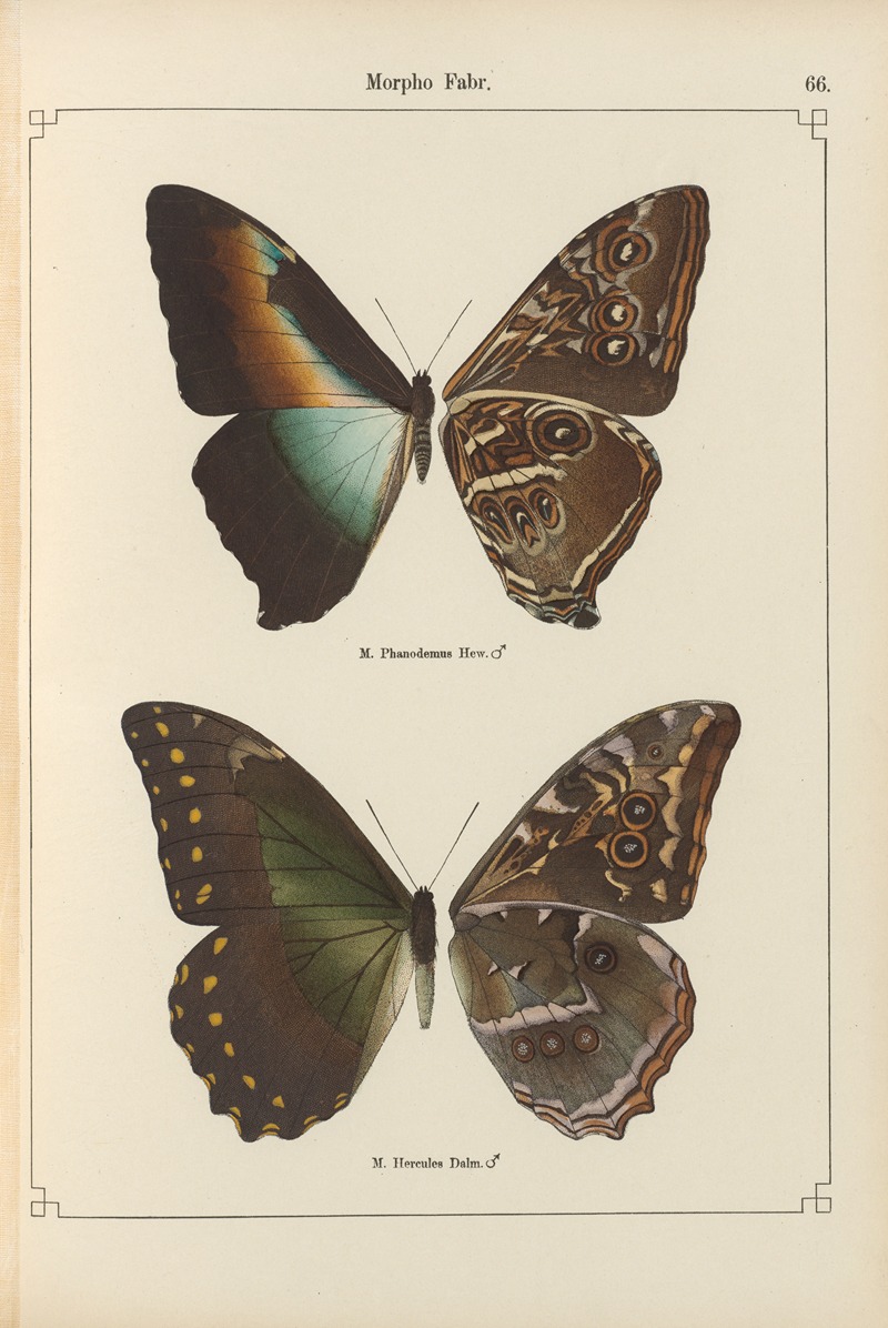 Exotische schmetterlinge Pl.066 by Otto Staudinger, 1888-1892 — digital art print download