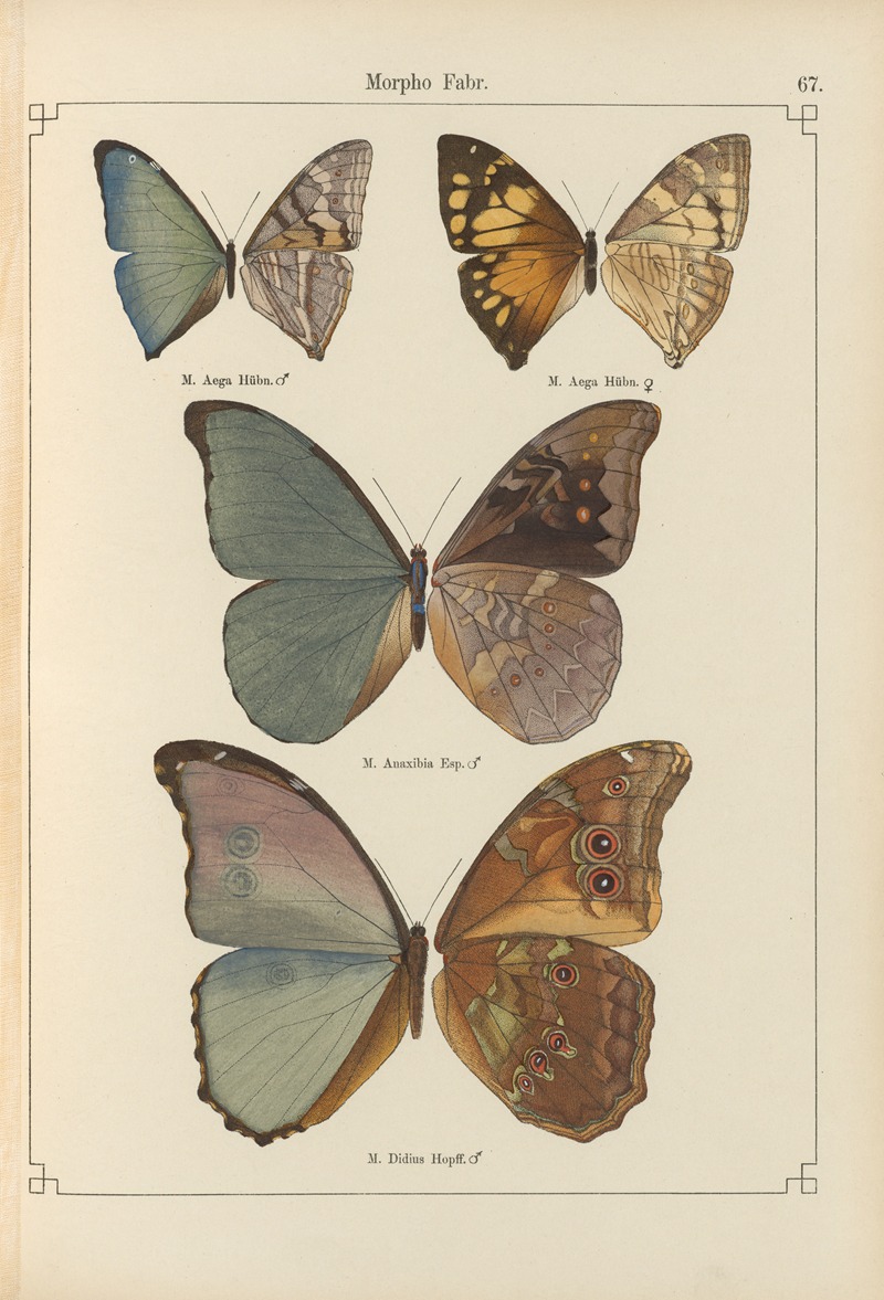 Exotische schmetterlinge Pl.067 by Otto Staudinger, 1888-1892 — digital art print download